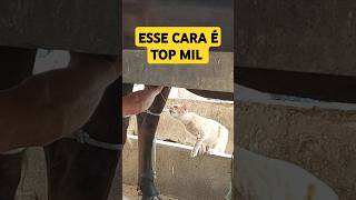 Gato sete vidas pet leite vaca fazenda gatos animais [upl. by Jeritah]