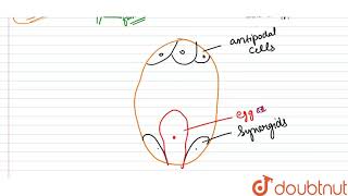 a Draw a labelled diagram of the sectional view of a typical anatropous ovule [upl. by Nickey]