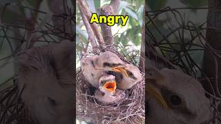 This baby bird is hungry [upl. by Natan]