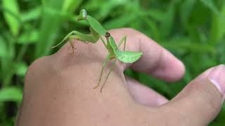 hercules beetle longhorn beetle beetle stink bug spider hairy caterpillar katydid and mantis [upl. by Nnaytsirk]