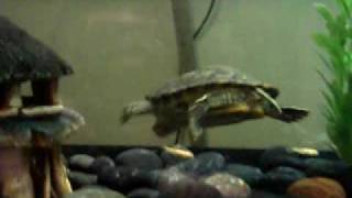 New turtle tank  75 gallon  022008 [upl. by Fabyola]