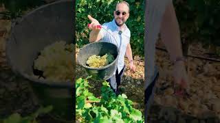 Harvesting in ChâteauneufduPape [upl. by Jen]