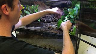 How to create a Pac Man or Tomato Frog Bioactive terrarium [upl. by Ainoz]