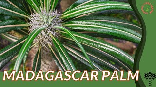 MADAGASCAR PALM Information and Growing Tips Pachypodium lamerei [upl. by Akinod124]