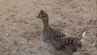 sharp tailed grouse [upl. by Krik]