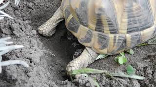 Tortue dHermann de 10 ans première ponde de 8 oeufs [upl. by Allehs454]