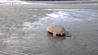 Loggerhead turtle laying her eggs 7  Rifle Range beach Bargara QLD [upl. by Elleinahc49]