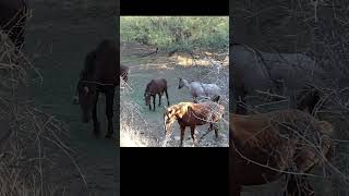 Friendly Wild Horses horse wildlife nature [upl. by Eilloh432]