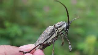 Catch various insects beetle bug longhorn beetle and release [upl. by Liek]