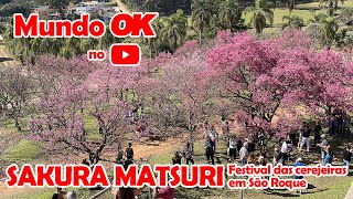 Sakura Matsuri  Festival das Cerejeiras em São Roque de volta [upl. by Tobe]