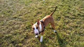 Mini Bull terrier on the walk [upl. by Starbuck459]