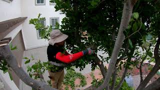 Pruning a Carrotwood Tree SURPRISE WAITING FOR ME [upl. by Colvert]