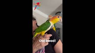 Dancing With My Caiques 💜  parrotbliss caiqueparrot caique [upl. by Salakcin]