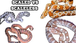 SCALELESS CORNS VS SCALEDsnake scaleless cornsnakes [upl. by Quillon920]