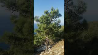 travel alanya beach summer alaniya nature mediterranean turkey travellove  Gasipasha [upl. by Atekihs449]