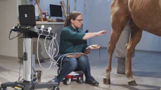 Equine Ultrasound of the Hind Suspensory [upl. by Misab]