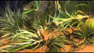 The Garden Gurus  Growing Air Plants [upl. by Etnoled]