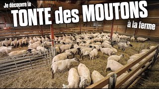 🐑 TONTE des MOUTONS à la FERME  ✂️ [upl. by Suellen]