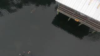 Manatee Swim in Homosassa Springs [upl. by Aitas]