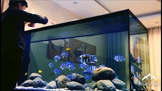 Time for feeding Frontosa Cichlids  Amazing Frontosa Fish Tank [upl. by Hazelton983]