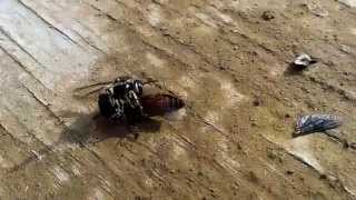 Wasp kills horsefly [upl. by Berner369]