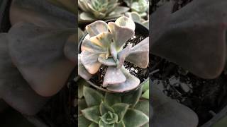 shorts  Echeveria Cubic Frost Variegata [upl. by Aihtniroc290]