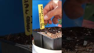 Growing Parsley from Seed to multiple harvests  Gardening [upl. by Htyderem506]