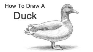 How to Draw a Duck [upl. by Redmer]