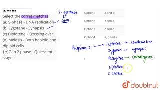 Select the corret matches a Sphase  DNA replication b Zygotene  Synapsis c Diplotene [upl. by Argus394]