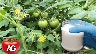 After this treatment tomatoes immediately bear fruit and never get sick with late blight [upl. by Boys384]