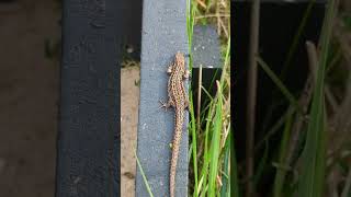 A Common Lizard at Minsmere  spot the ladybird [upl. by Michaeu]