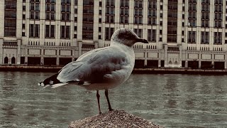 How Roosevelt Island Looks At 8AM [upl. by Friend]