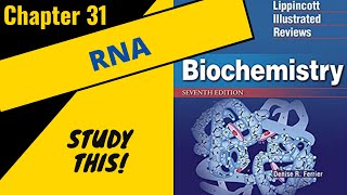 Lippincotts Biochemistry Review Chapter 31 RNA transcription and translation  Study This [upl. by Dnalel]