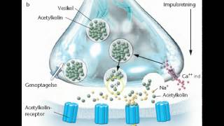 fremmende og hæmmende nervesignaleravi [upl. by Seroled]