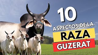 Raza Bovina Guzerat 10 aspectos importantes sobre la raza Guzerat [upl. by Dyanna]