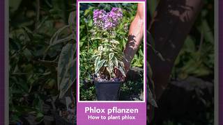 How to plant phlox [upl. by Kirsten]