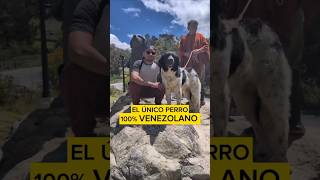 Raza de perro Venezolana Monumento al Perro nevado en Mérida Venezuela y su historia Mucuchíes 🐶 [upl. by Amhsirak375]