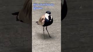 Spurwinged lapbird☺️ detroitzoo aviary zoo birds ornithology love animals animalshorts usa [upl. by Ahsiemat338]