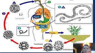 Ascaris lumbricoides [upl. by Yellac]