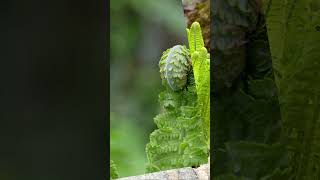 OSTRICH FERN AKA Fiddlehead Fern perfect for your shade or water garden [upl. by Yral121]