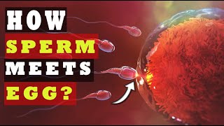 How Sperm Meets an Egg to Fertilize  How Fast Sperm Travels to the Egg SCIENCE EXPLAINED [upl. by Lewls]