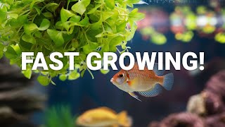 Great Benefits Of Beautiful FLOATING Plants In Aquarium [upl. by East392]