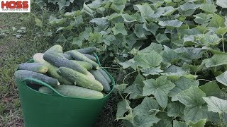 The BIG Secrets to a Bumper Squash and Cucumber Harvest [upl. by Eskil205]