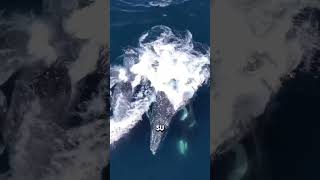 Orcas cazando ballenas 😱🤯 planet oceano planeta [upl. by Ahsemaj19]