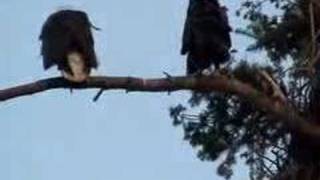 Bald Eagle Fledgling begging for food [upl. by Redyr802]