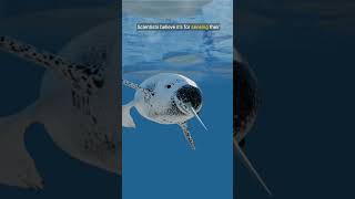 Narwhals The real unicorns of the sea facts naturelovershorts wildlife [upl. by Naivat875]