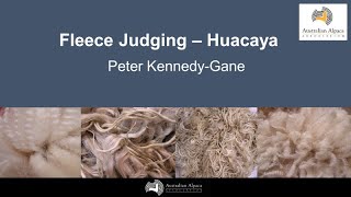 Huacaya Fleece Judging  Peter KennedyGane [upl. by Anyehs695]