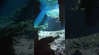 Nic te Ha cenotes mexico caverndiving cave [upl. by Eamaj100]