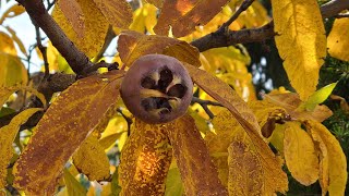 What is a Medlar and how to Blet Them [upl. by Stan]