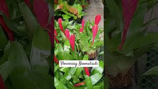 Flowering Bromeliads subscribenow subscribemychannel subscribe [upl. by Tadich746]